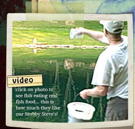 fish eating fish food video
