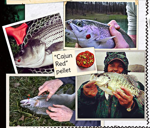 "Cajun Red" pellets catching trout, hybrid stripers and crappie...