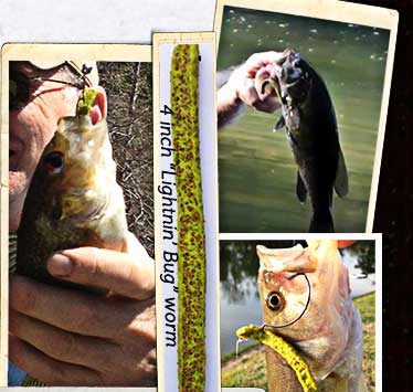 4 inch "Lightnin' Bug" worm catching large mouth bass, redeyes and small mouth bass...
