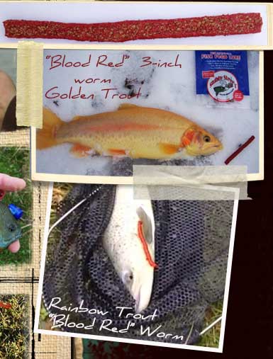 "Blood Red" 3 inch worm caught a goldne trout and rainbow trout