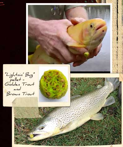 "Lightnin' Bug" pellet caught a golden trout and a brown trout
