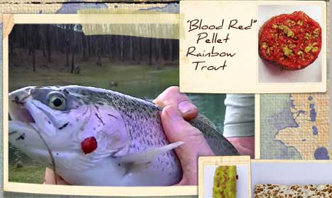 "Blood Red" pellet caught a rainbow trout